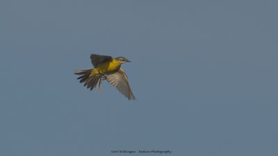 Gele kwikstaart / Blue-headed Wagtail