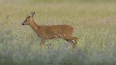 Capreolus capreolus / Ree / Roe Deer