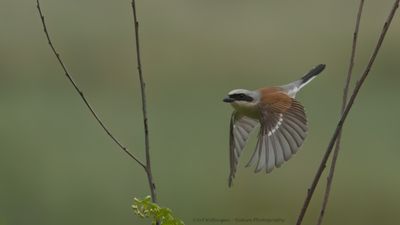 Crows & Shrikes