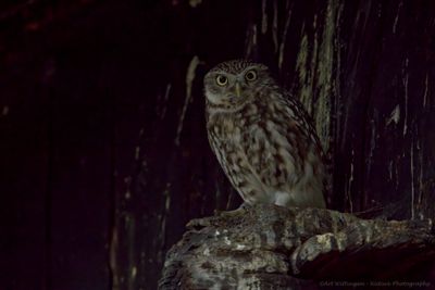 Athene noctua / Steenuil / Little owl