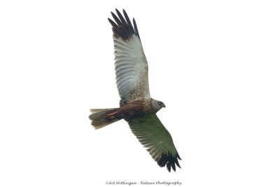 Circus Aeruginosus / Bruine Kiekendief / Western Marsh Harrier