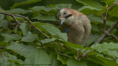Garrulus Glandarius / Gaai / Eurasian Jay