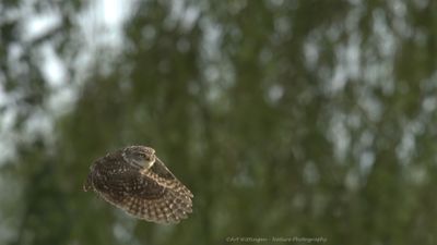 Athene noctua / Steenuil / Little owl