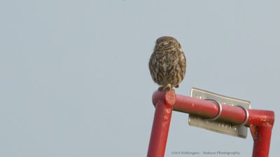 Athene noctua / Steenuil / Little owl