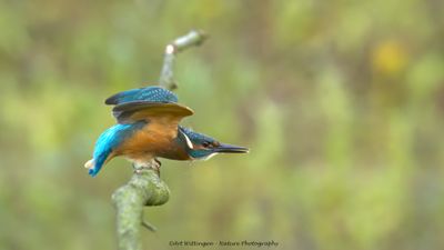 Alcedo atthis / IJsvogel / Kingfisher
