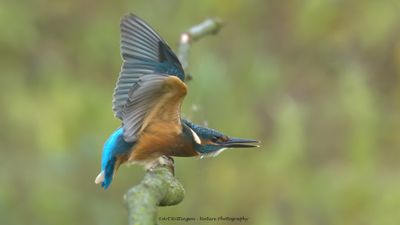 Alcedo atthis / IJsvogel / Kingfisher