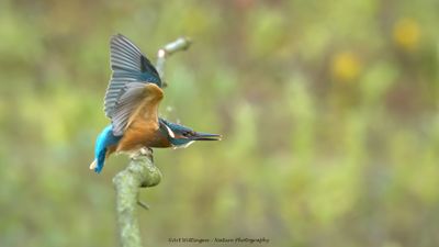 Alcedo atthis / IJsvogel / Kingfisher
