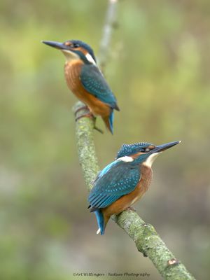 Alcedo atthis / IJsvogel / Kingfisher