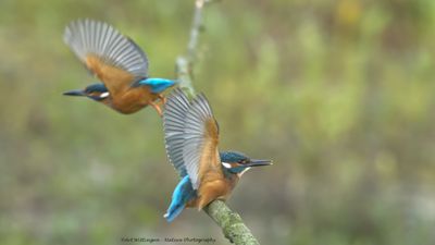 Alcedo atthis / IJsvogel / Kingfisher