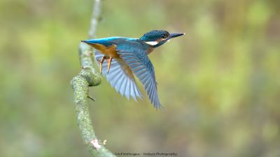 Alcedo atthis / IJsvogel / Kingfisher