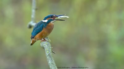 Alcedo atthis / IJsvogel / Kingfisher