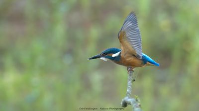 Alcedo atthis / IJsvogel / Kingfisher
