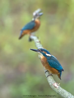 Alcedo atthis / IJsvogel / Kingfisher