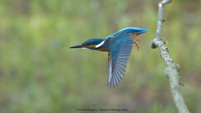 Alcedo atthis / IJsvogel / Kingfisher
