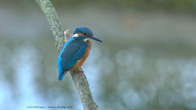 Alcedo atthis / IJsvogel / Kingfisher