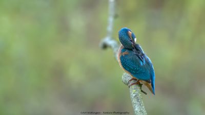 Alcedo atthis / IJsvogel / Kingfisher