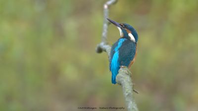 Alcedo atthis / IJsvogel / Kingfisher