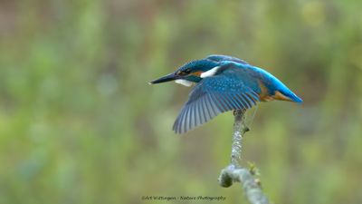 Alcedo atthis / IJsvogel / Kingfisher