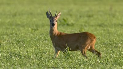 Capreolus capreolus / Ree / Roe Deer