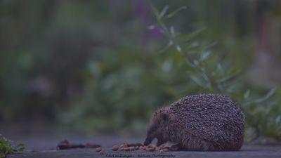 Egel / European Hedgehog