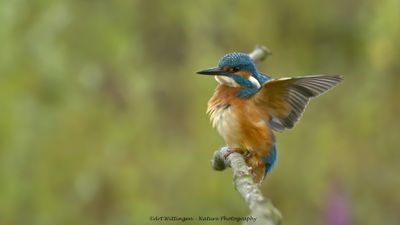 Alcedo atthis / IJsvogel / Kingfisher