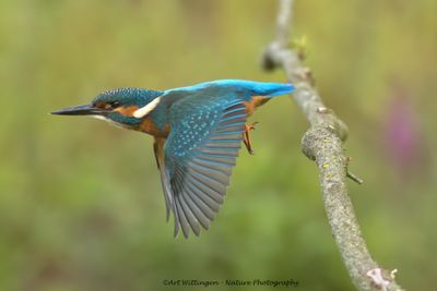 Alcedo atthis / IJsvogel / Kingfisher
