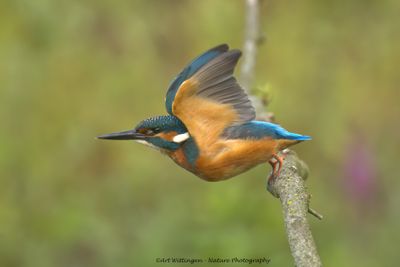 Alcedo atthis / IJsvogel / Kingfisher