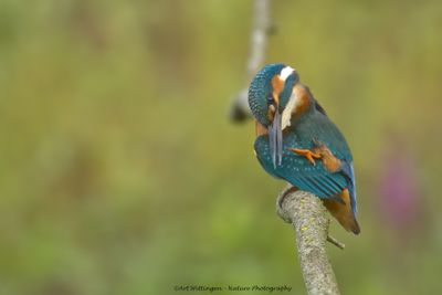 Alcedo atthis / IJsvogel / Kingfisher