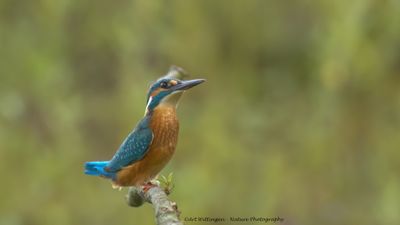 Alcedo atthis / IJsvogel / Kingfisher