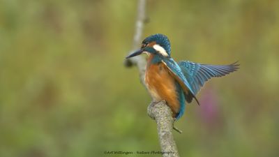 Alcedo atthis / IJsvogel / Kingfisher
