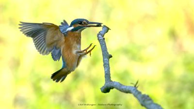 Alcedo atthis / IJsvogel / Kingfisher