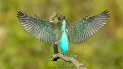 Alcedo atthis / IJsvogel / Kingfisher