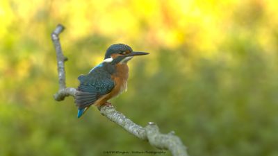 Alcedo atthis / IJsvogel / Kingfisher
