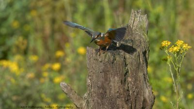 R6II1162-IJsvogel.jpg