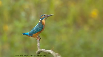 R6II1202-IJsvogel.jpg