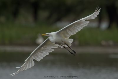 R6II1339-Grote Zilverreiger.jpg
