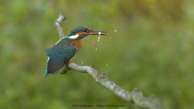 Alcedo atthis / IJsvogel / Kingfisher