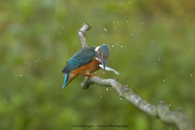 Alcedo atthis / IJsvogel / Kingfisher