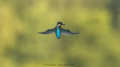Alcedo atthis / IJsvogel / Kingfisher