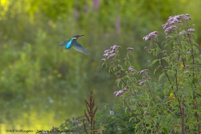 Alcedo atthis / IJsvogel / Kingfisher