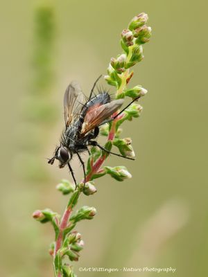 Eriothrix rufomaculatus