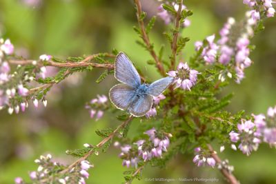 Plebeius argus / Heideblauwtje / Silver-studded blue