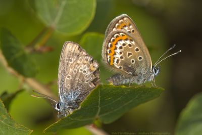 Heideblauwtje / Silver-studded blue