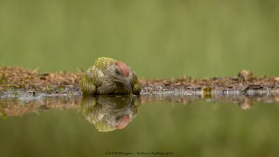 R6II3429-Groene Specht.jpg