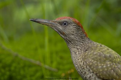 R6II3365-Groene Specht.jpg