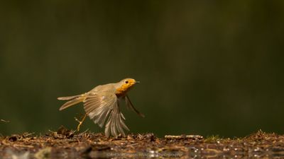 R6II3261-Roodborst.jpg