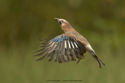 R6II3229-Gaai.jpg