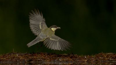 R6II2994-Koolmees.jpg