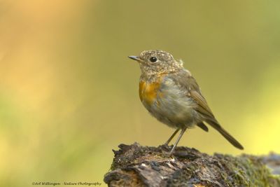 R6II2984-Roodborst.jpg