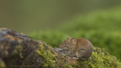 R6II2784-Rosse Woelmuis.jpg